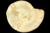 Polished Jurassic Ammonite (Perisphinctes) - Madagascar #185311-1